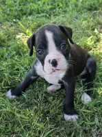 Teala, a female Boxer for sale in Sparta, IL – 7 of 10