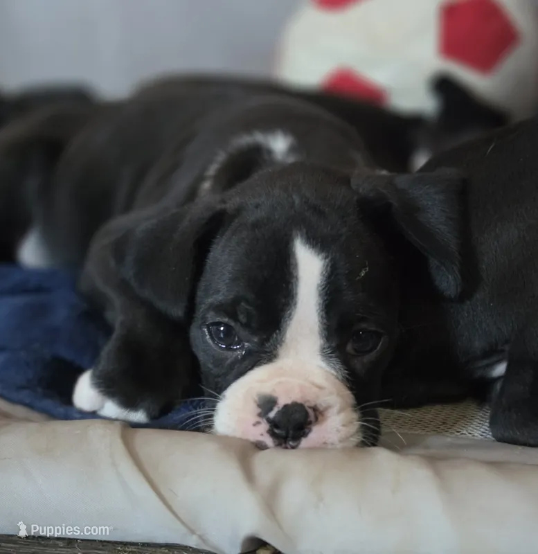 Teala – Boxer puppy for sale in Sparta, IL
