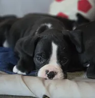 Teala, a female Boxer for sale in Sparta, IL – 1 of 10