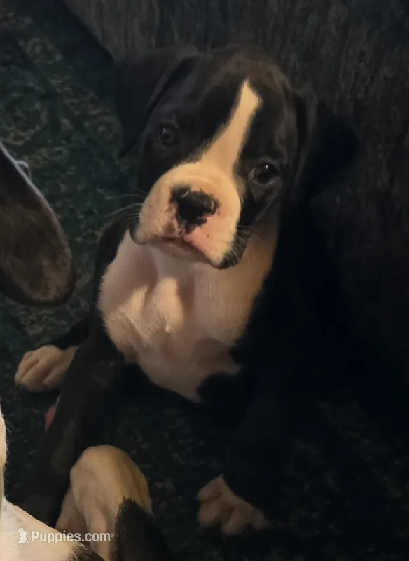 Teala – Boxer puppy for sale in Sparta, IL
