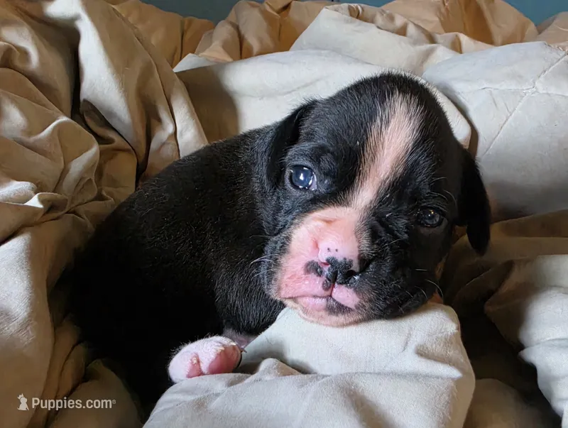 Tess – Boxer puppy for sale in Sparta, IL