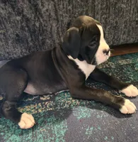 Teala, a female Boxer for sale in Sparta, IL – 3 of 10