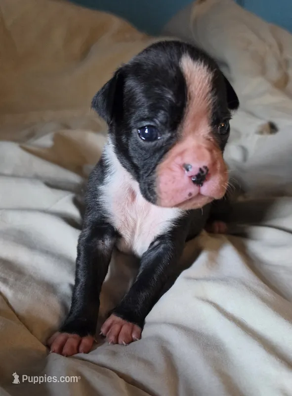 Teala – Boxer puppy for sale in Sparta, IL
