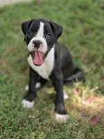 Teala, a female Boxer for sale in Sparta, IL – 10 of 10