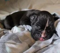 Teddy, a male Boxer for sale in Sparta, IL – 1 of 4