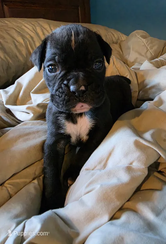 BRONX – Boxer puppy for sale in Sparta, IL