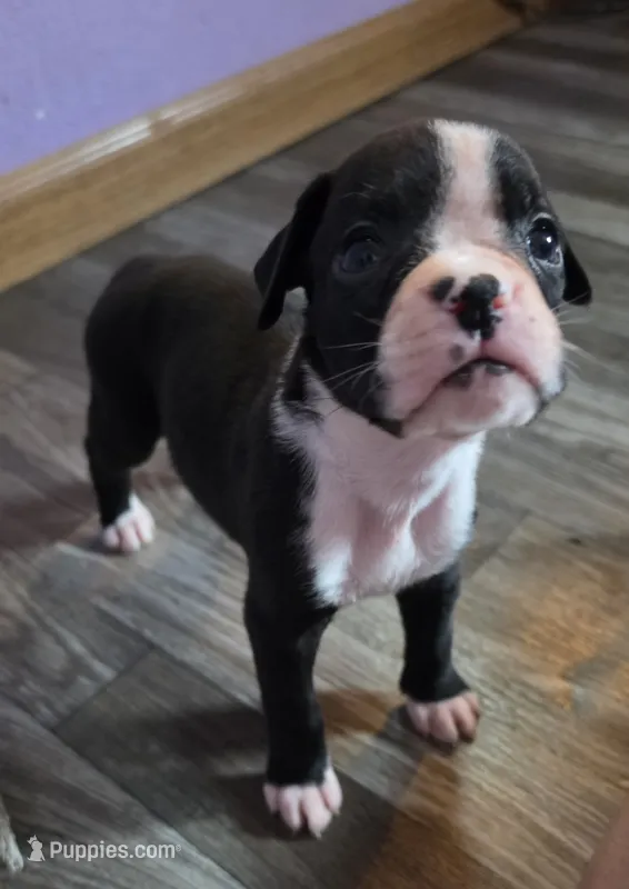 Teala – Boxer puppy for sale in Sparta, IL