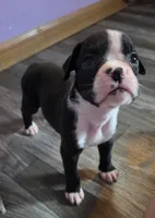Teala, a female Boxer for sale in Sparta, IL – 9 of 10