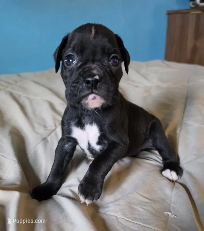 BRONX – Boxer puppy for sale in Sparta, IL