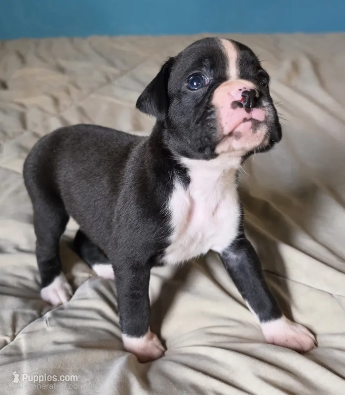 Tess – Boxer puppy for sale in Sparta, IL
