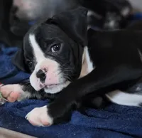 Teala, a female Boxer for sale in Sparta, IL – 6 of 10