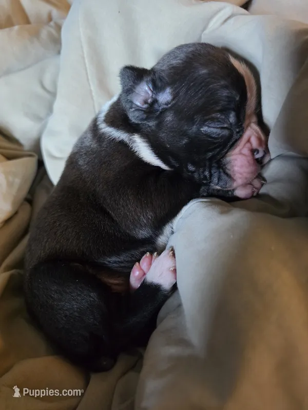 Teala – Boxer puppy for sale in Sparta, IL