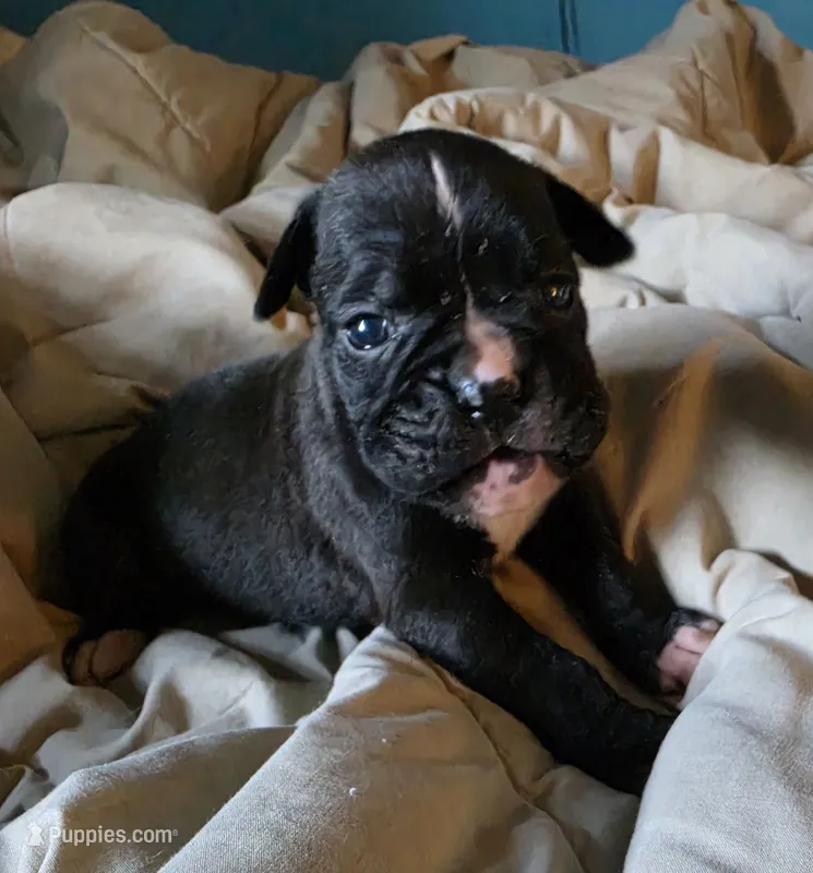 Ramona – Boxer puppy for sale in Sparta, IL