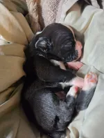 Tess, a female Boxer for sale in Sparta, IL – 2 of 4
