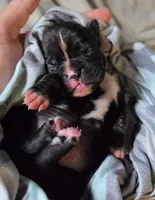 Teddy, a male Boxer for sale in Sparta, IL – 2 of 4