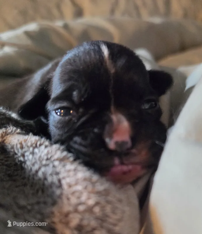 Ramona – Boxer puppy for sale in Sparta, IL
