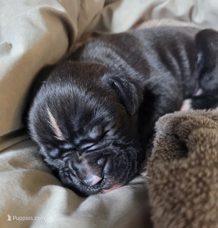 BRONX – Boxer puppy for sale in Sparta, IL