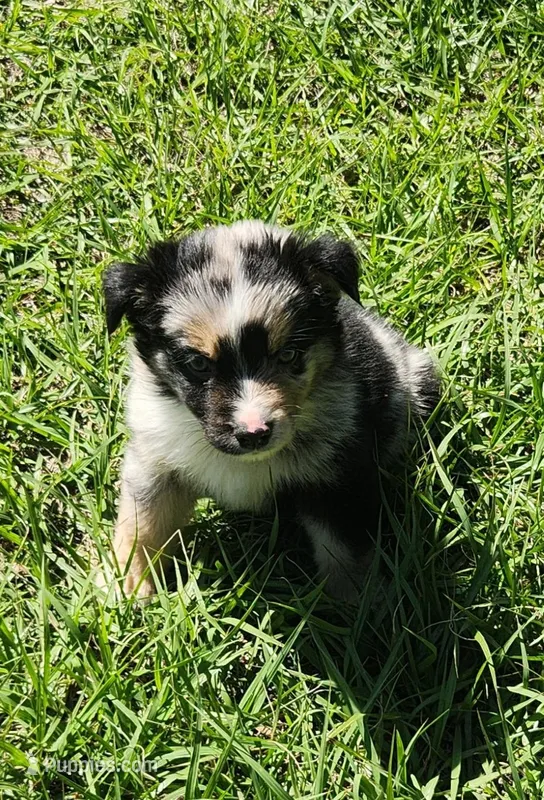 Zatch – Miniature Australian Shepherd puppy for sale in Lakeland, FL