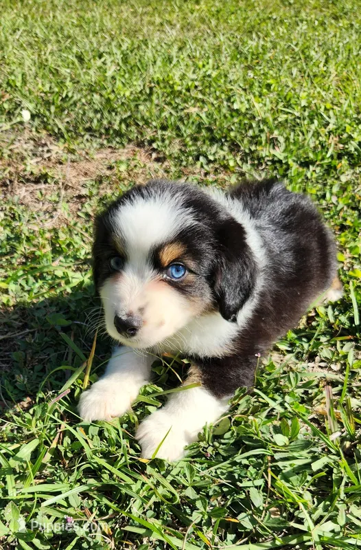 Cash – Miniature Australian Shepherd puppy for sale in Lakeland, FL