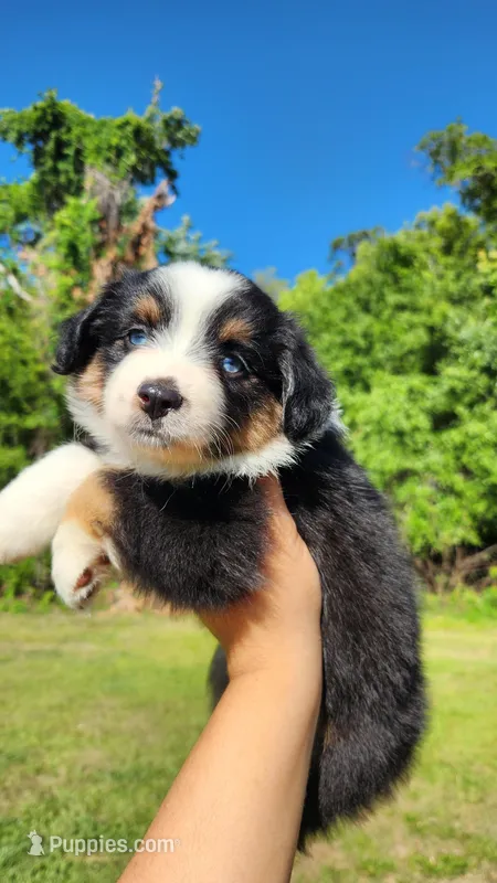 Stephy – Miniature Australian Shepherd puppy for sale in Lakeland, FL