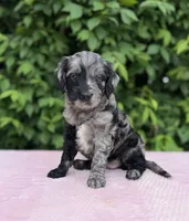 Bella, a female Goldendoodle for sale in Sugarcreek, OH – 2 of 5