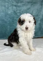Finn, a male Miniature Aussiedoodle for sale in Sugarcreek, OH – Photo 2 of 3