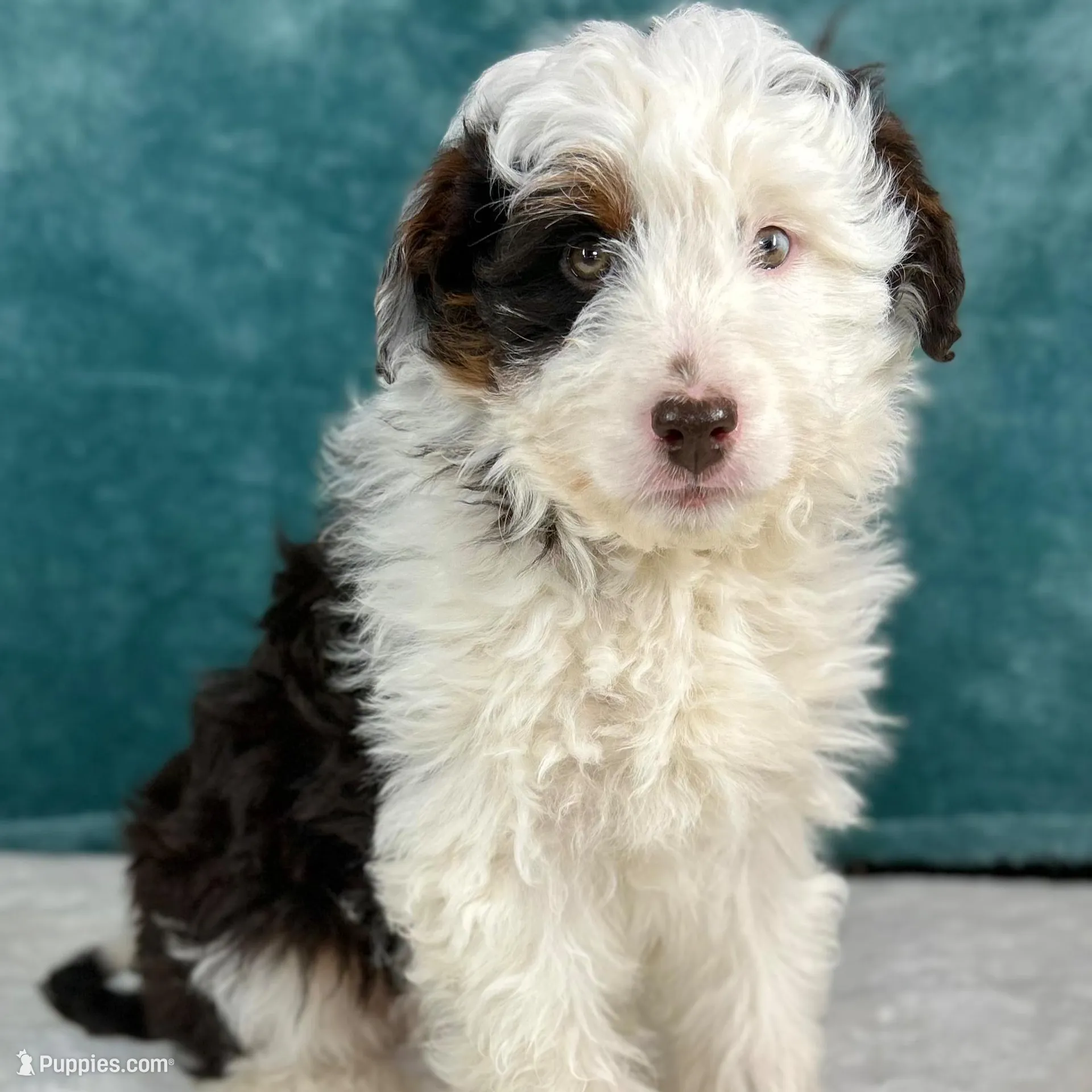 Finn, a male Miniature Aussiedoodle for sale in Sugarcreek, OH – Photo 3 of 3