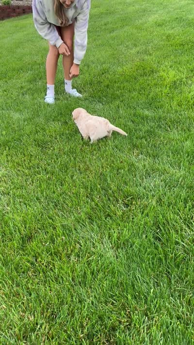 Daisy, a female Goldendoodle for sale in Sugarcreek, OH – 4 of 4