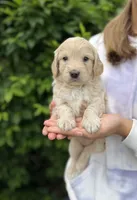 Daisy, a female Goldendoodle for sale in Sugarcreek, OH – 3 of 4
