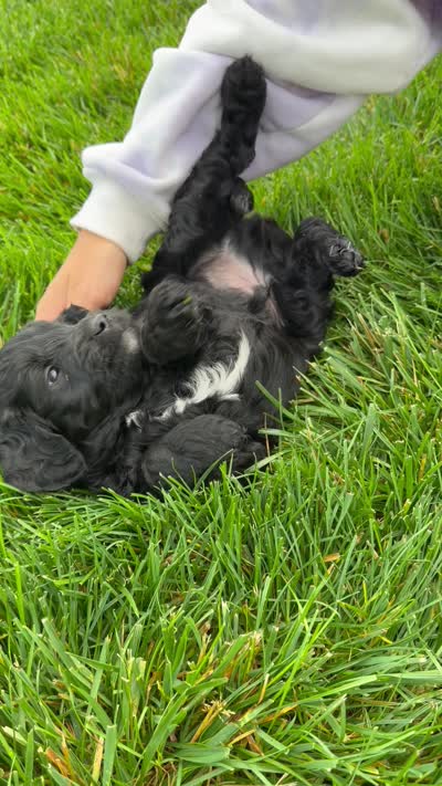 Bentley , a male Goldendoodle for sale in Sugarcreek, OH – 6 of 6