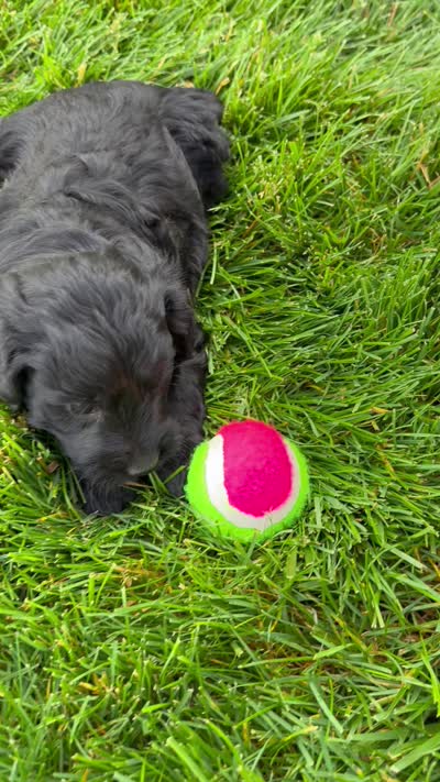 Freddie, a male Goldendoodle for sale in Sugarcreek, OH – 5 of 5