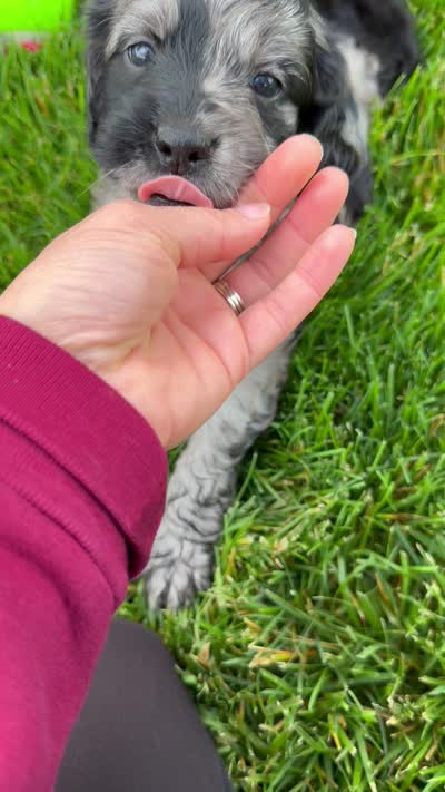 Bella, a female Goldendoodle for sale in Sugarcreek, OH – 5 of 5