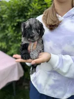 Bella, a female Goldendoodle for sale in Sugarcreek, OH – 3 of 5