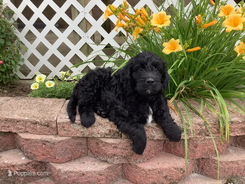 Freddie – Goldendoodle puppy for sale in Sugarcreek, OH
