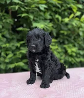 Bentley , a male Goldendoodle for sale in Sugarcreek, OH – 2 of 6