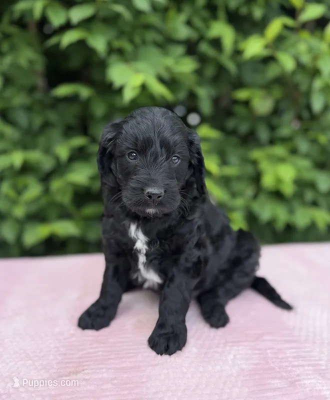 Freddie – Goldendoodle puppy for sale in Sugarcreek, OH