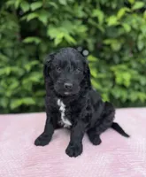 Freddie, a male Goldendoodle for sale in Sugarcreek, OH – 1 of 5