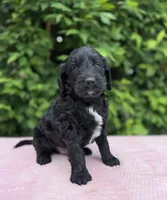 Freddie, a male Goldendoodle for sale in Sugarcreek, OH – 4 of 5