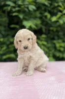 Daisy, a female Goldendoodle for sale in Sugarcreek, OH – 2 of 4