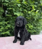 Bentley , a male Goldendoodle for sale in Sugarcreek, OH – 4 of 6