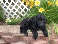 Bentley , a male Goldendoodle for sale in Sugarcreek, OH – 2 of 5