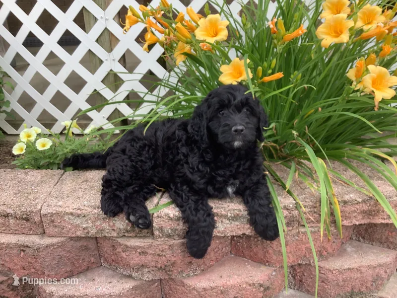 Bentley  – Goldendoodle puppy for sale in Sugarcreek, OH