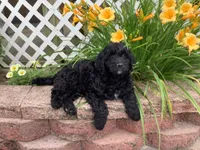 Bentley , a male Goldendoodle for sale in Sugarcreek, OH – 1 of 5