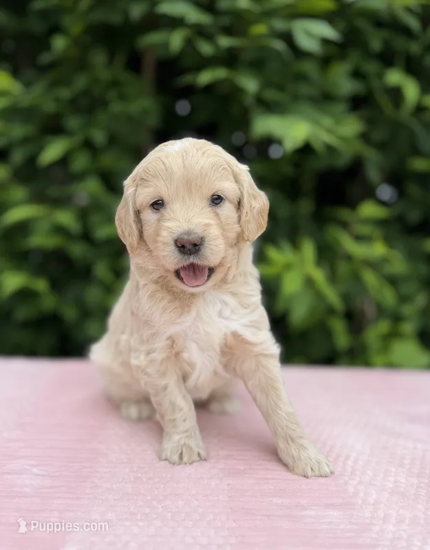 Daisy – Goldendoodle puppy for sale in Sugarcreek, OH