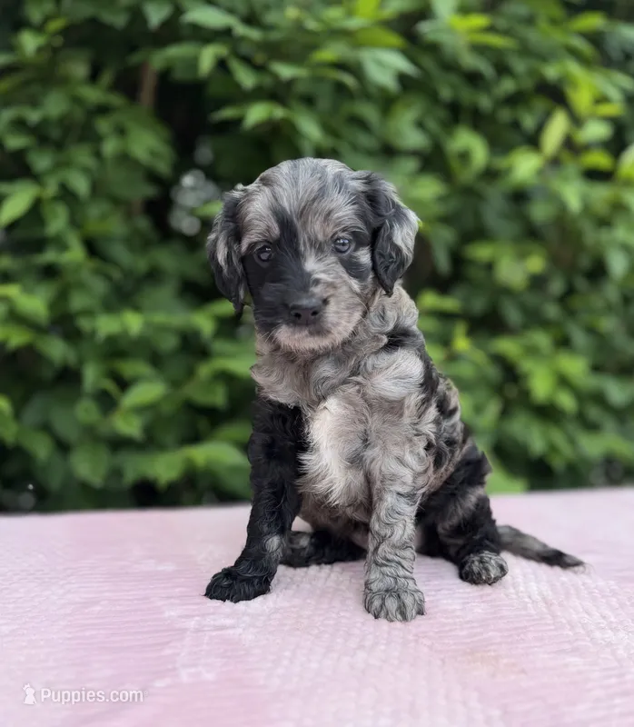 Bella – Goldendoodle puppy for sale in Sugarcreek, OH