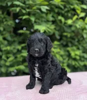 Bentley , a male Goldendoodle for sale in Sugarcreek, OH – 3 of 6