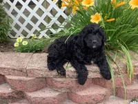 Bentley , a male Goldendoodle for sale in Sugarcreek, OH – 5 of 5