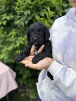 Bentley , a male Goldendoodle for sale in Sugarcreek, OH – 5 of 6