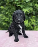 Freddie, a male Goldendoodle for sale in Sugarcreek, OH – 2 of 5