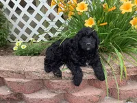Bentley , a male Goldendoodle for sale in Sugarcreek, OH – 3 of 5